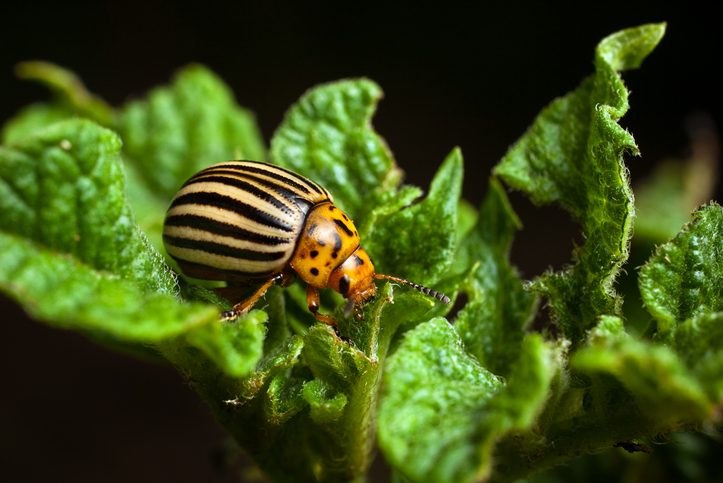 A Colorado beetle eating potato leaves
