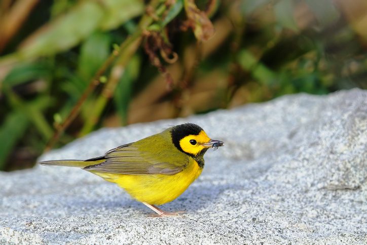 HOODED WARBLER WITH FOOD