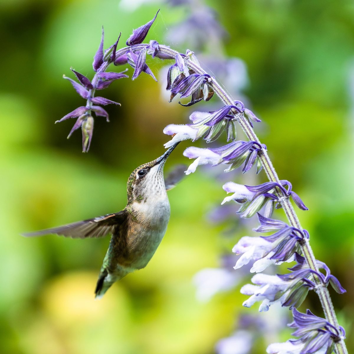 Ruby Throated Hummingbird Feeding On Nectar