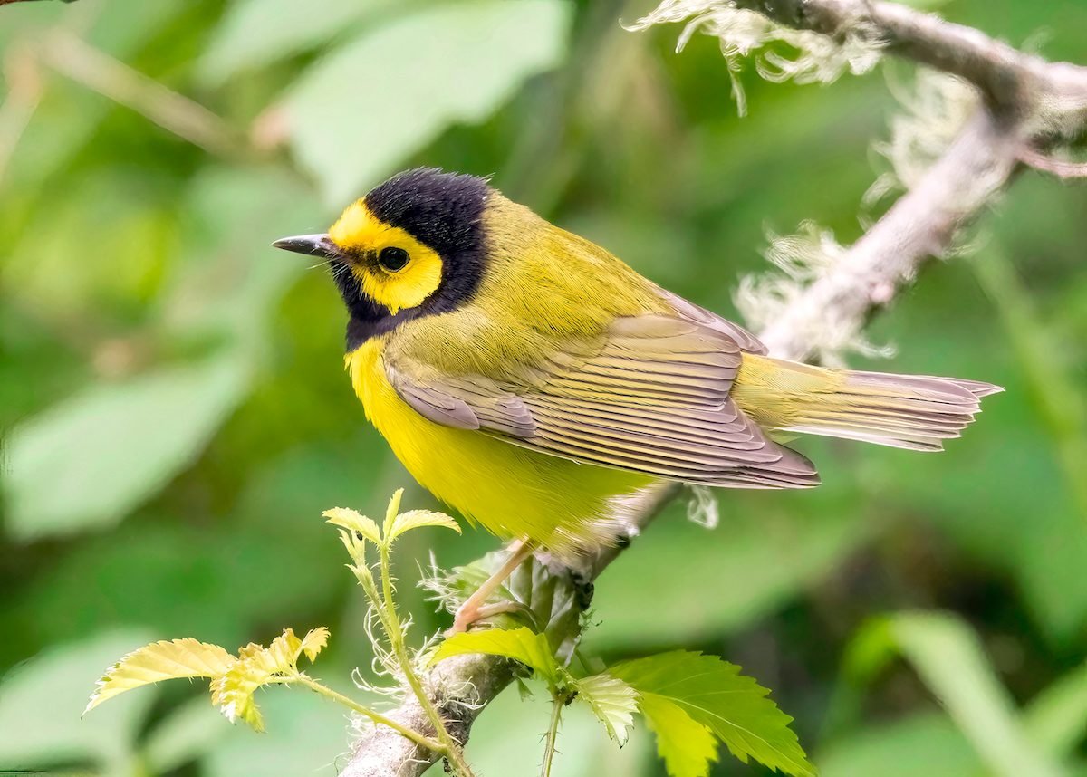 How to Identify a Hooded Warbler