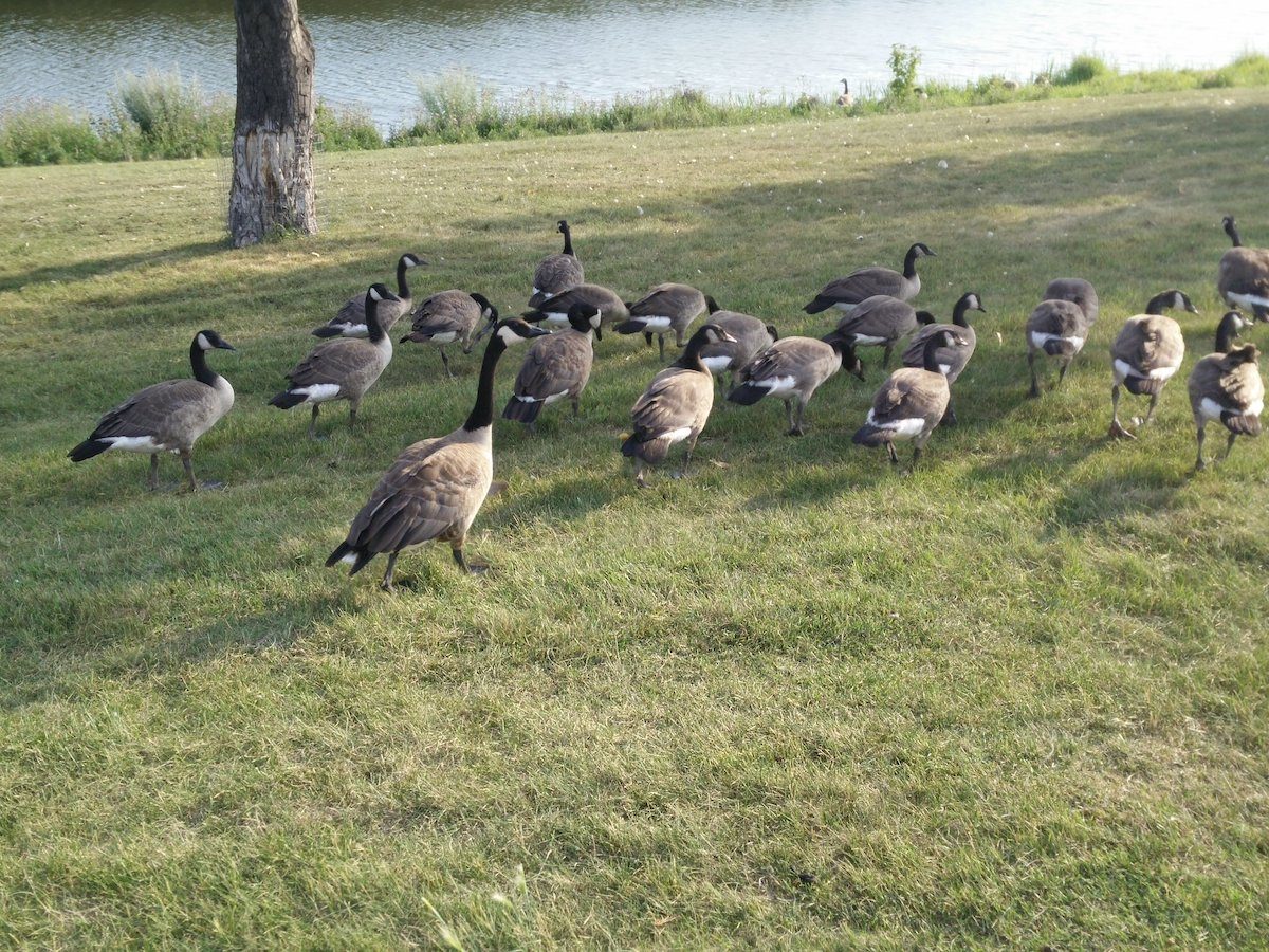 Morning Canada Goose walk