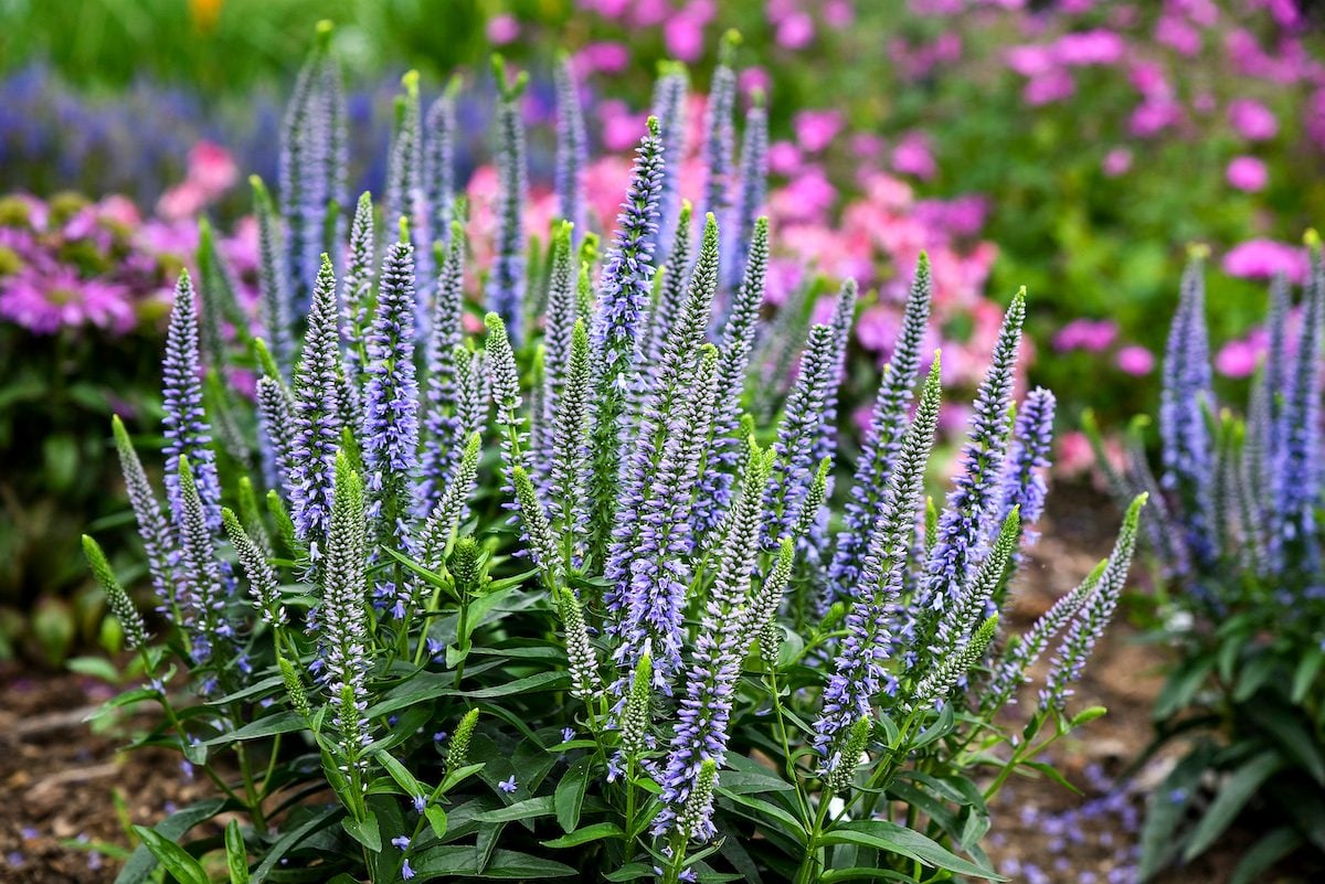 Speedwell (Veronica) Plant Care and Growing Tips