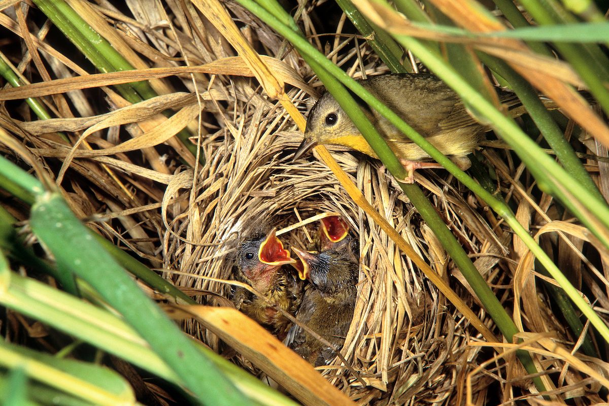 Common Yellowthroat female Nest D 28325