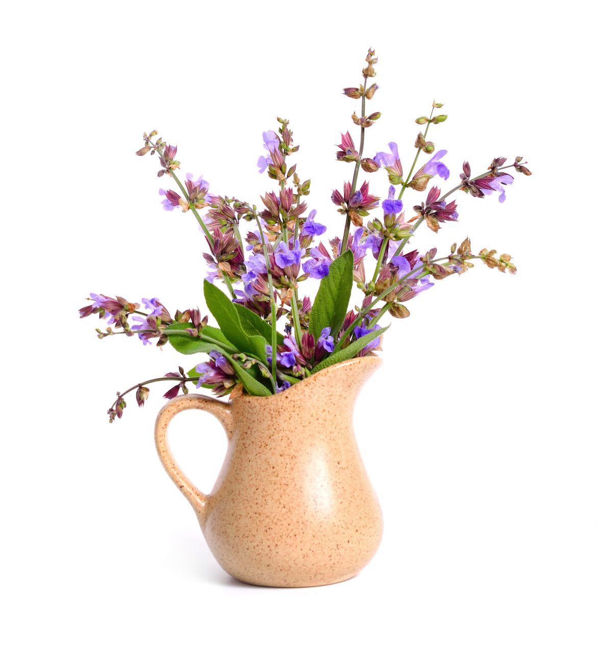 Salvia,officinalis,(sage,,also,called,garden,sage,,or,common,sage)