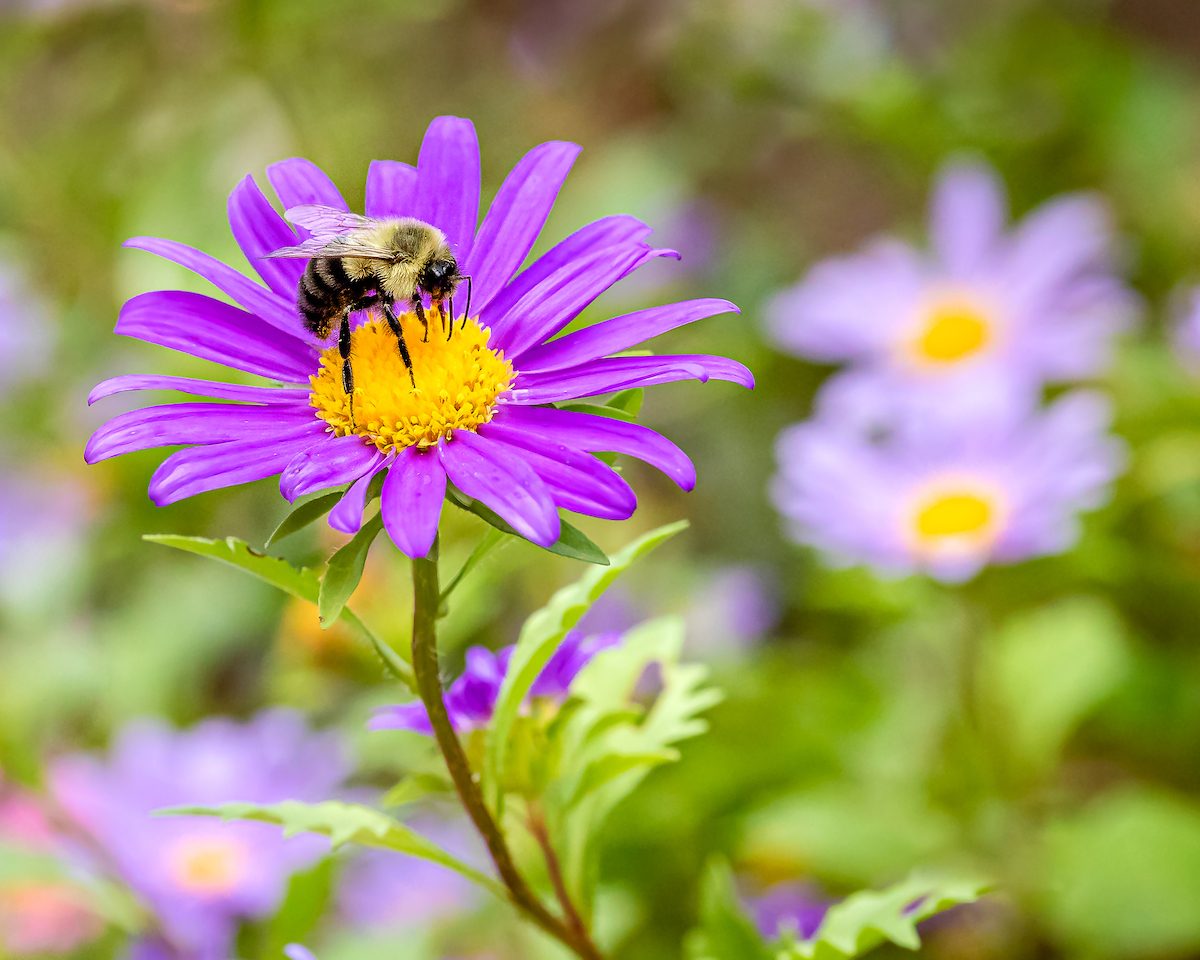 27 Beautiful Bee Pictures We Can't Stop Buzzing About