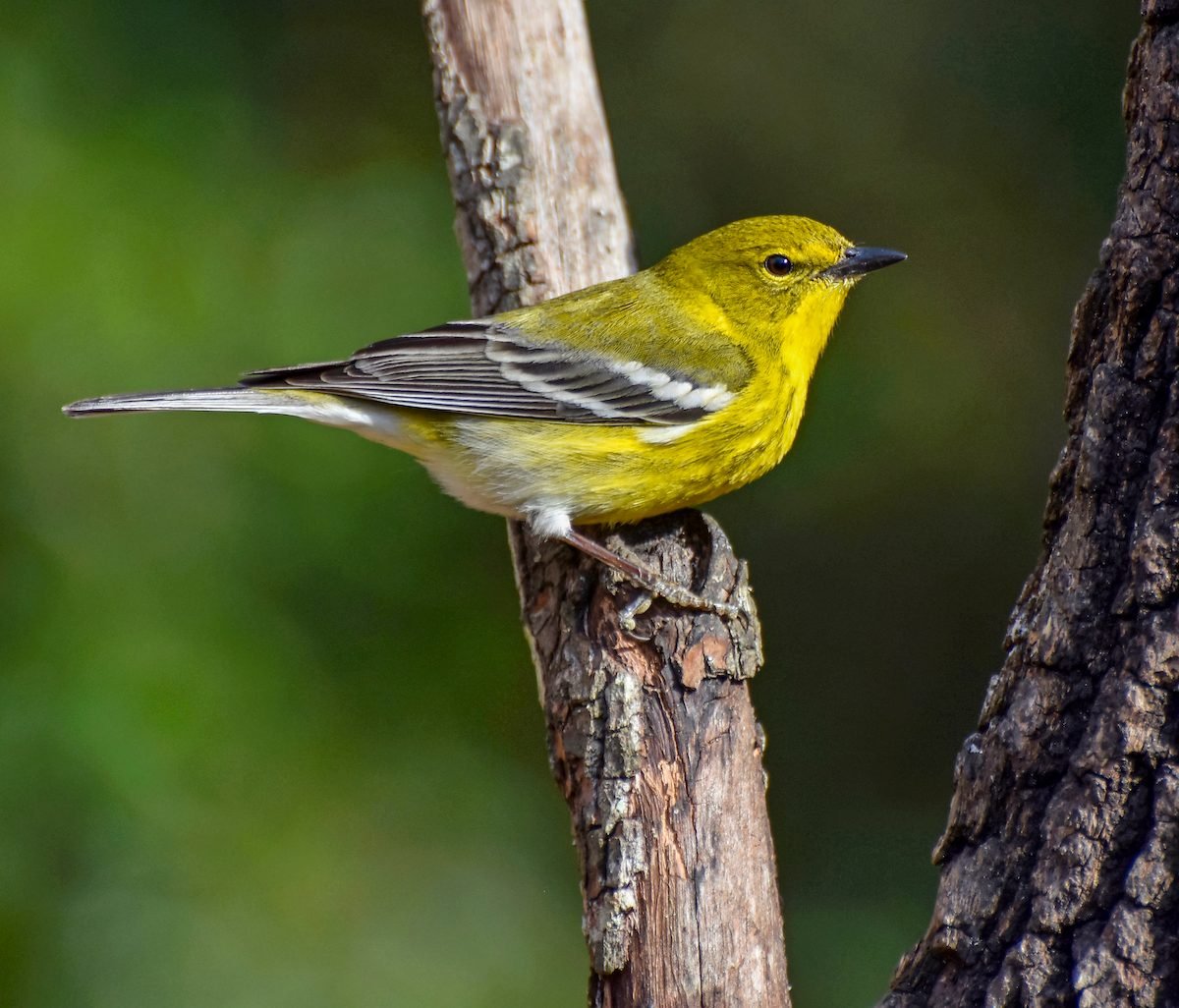 How to Identify and Attract a Pine Warbler