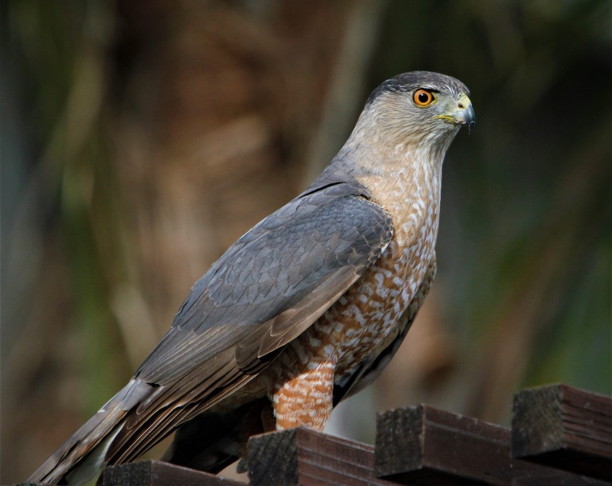 How to Identify a Cooper's Hawk