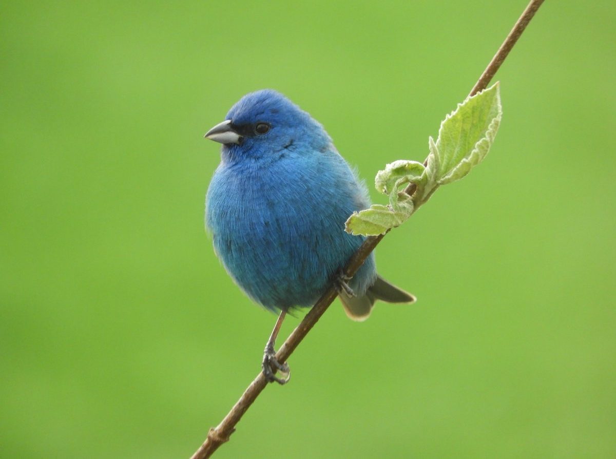 korean spice viburnum indigo bunting