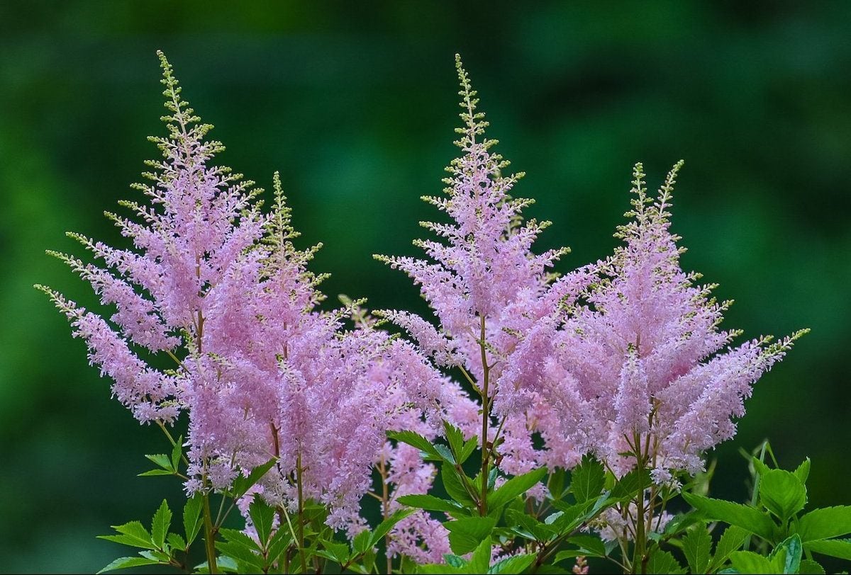 Top 10 Perennial Flowers for Shade