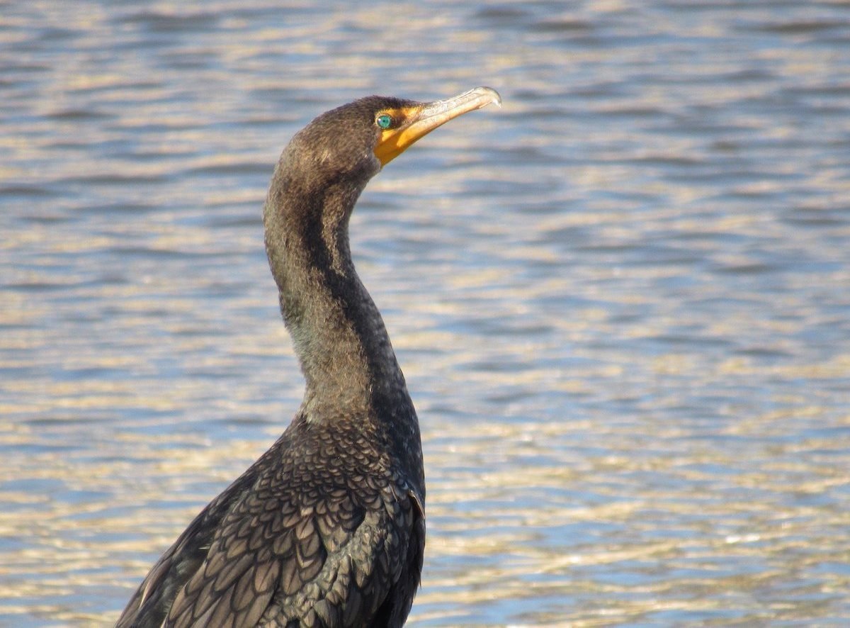 double-crested cormorant