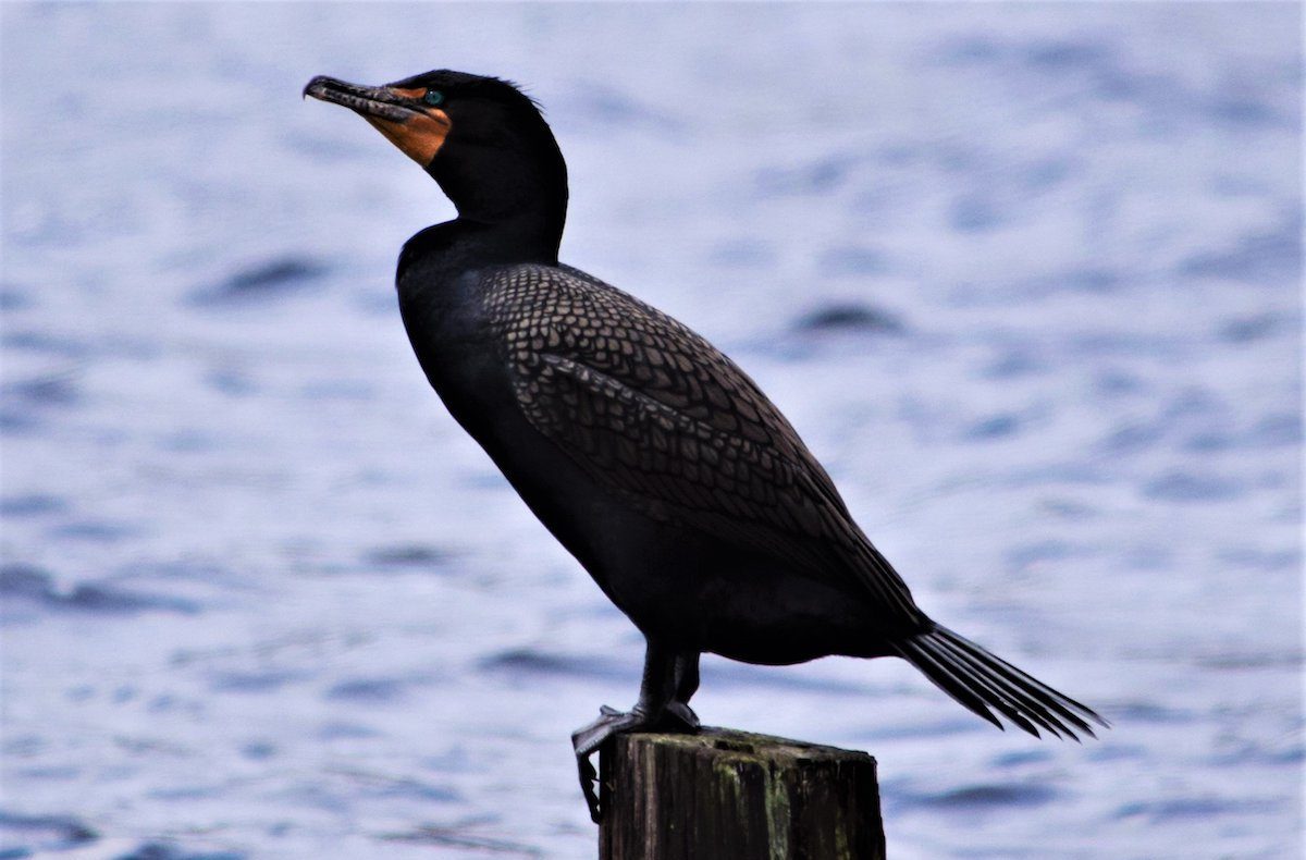 double-crested cormorant