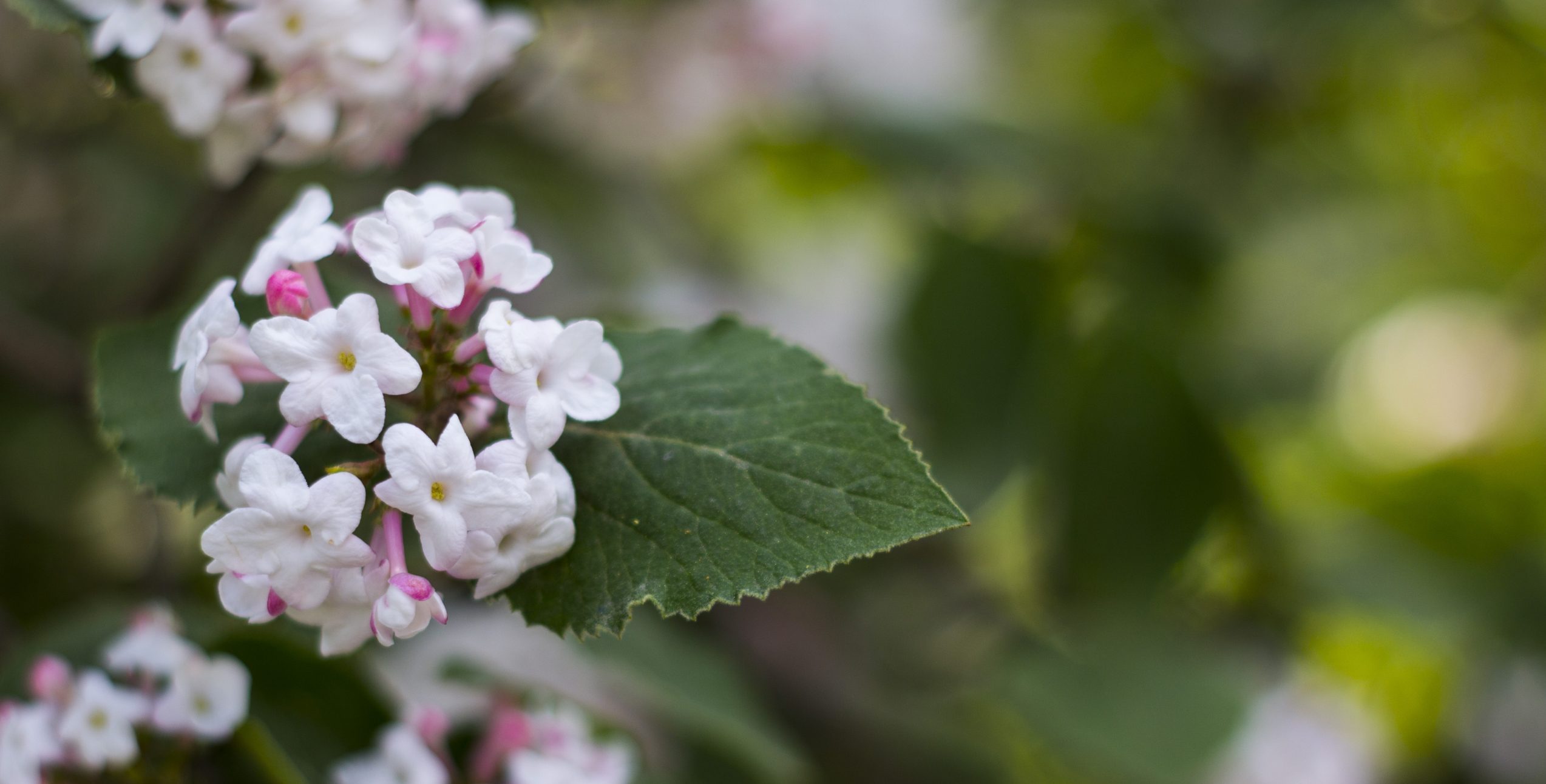 Korean Spice Viburnum Care and Growing Tips