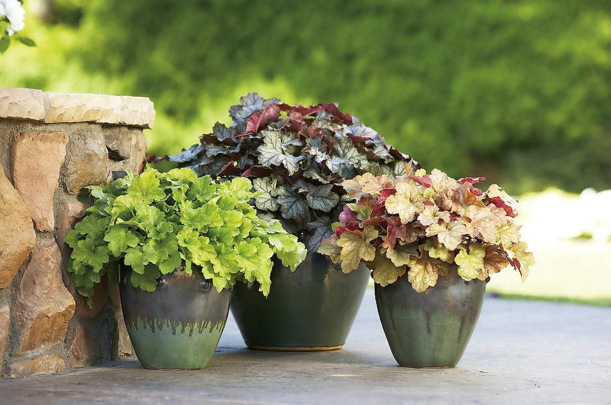 The Ultimate Guide to Growing Coral Bells (Heuchera)