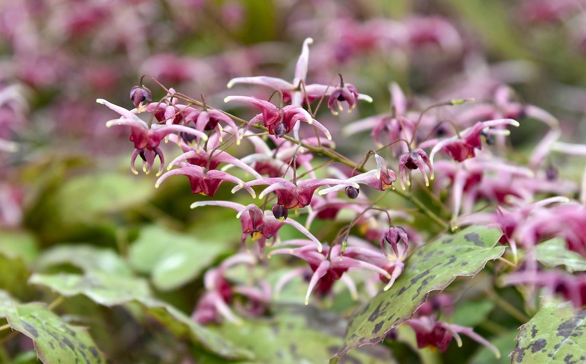 Walters Epimedium Pink Champagne 0000 High Res, perennial flowers for shade