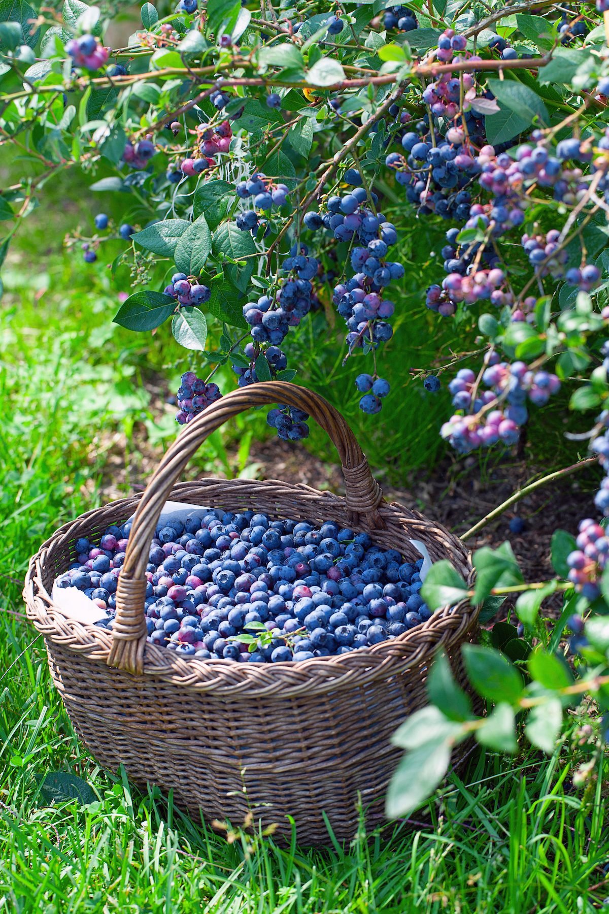 Growing,blueberries edible shrubs