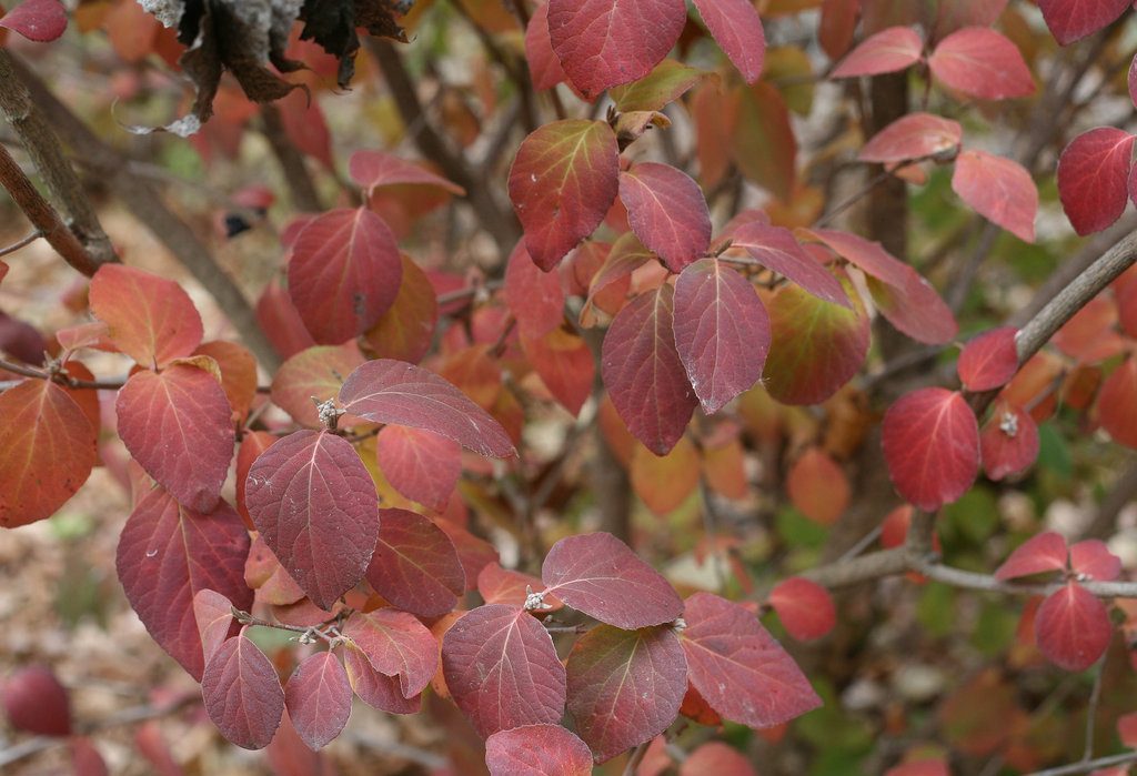 Spice Girl Viburnum 5347