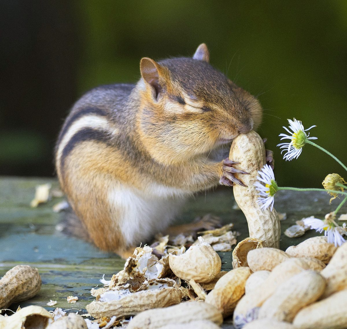 Chipmunk eating a peanut