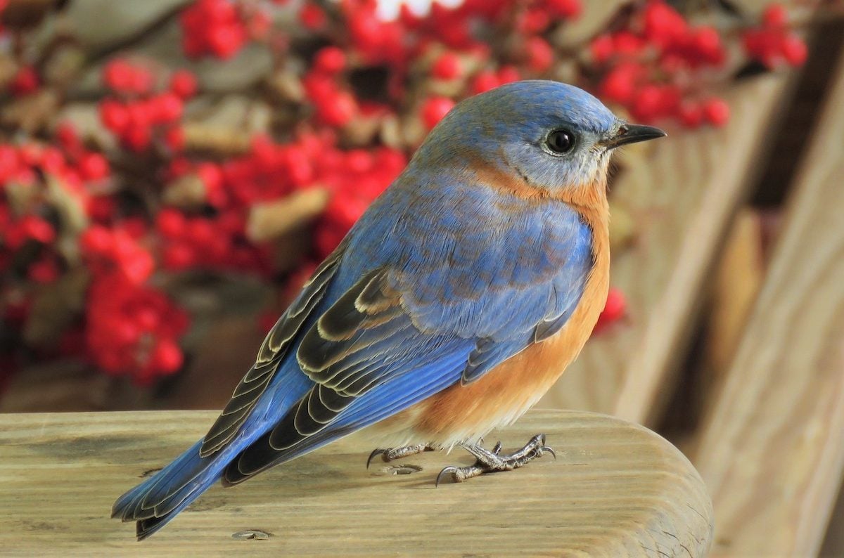 How to Identify an Eastern Bluebird