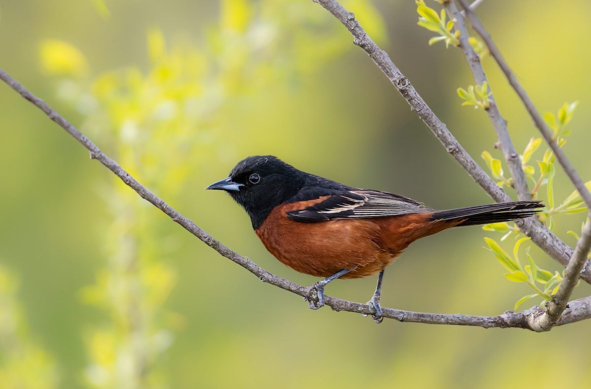How to Identify an Orchard Oriole