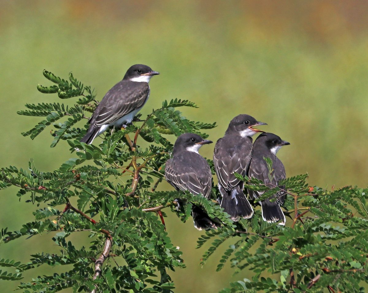 eastern kingbird family
