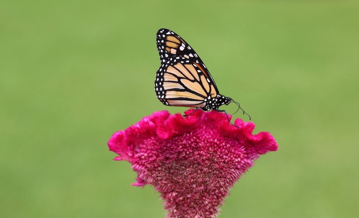 Top 10 Fall Annuals to Keep Your Garden Blooming