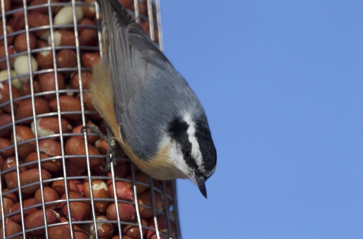 red-breasted nuthatch on a peanut bird feeder