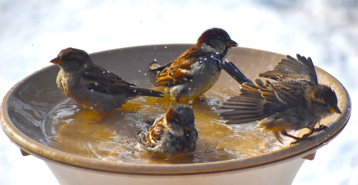 House Sparrow: Least Wanted Backyard Bird