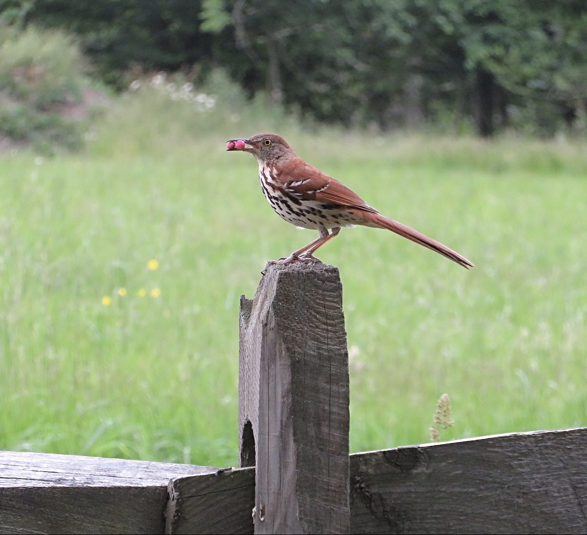 brown thrasher eating berry
