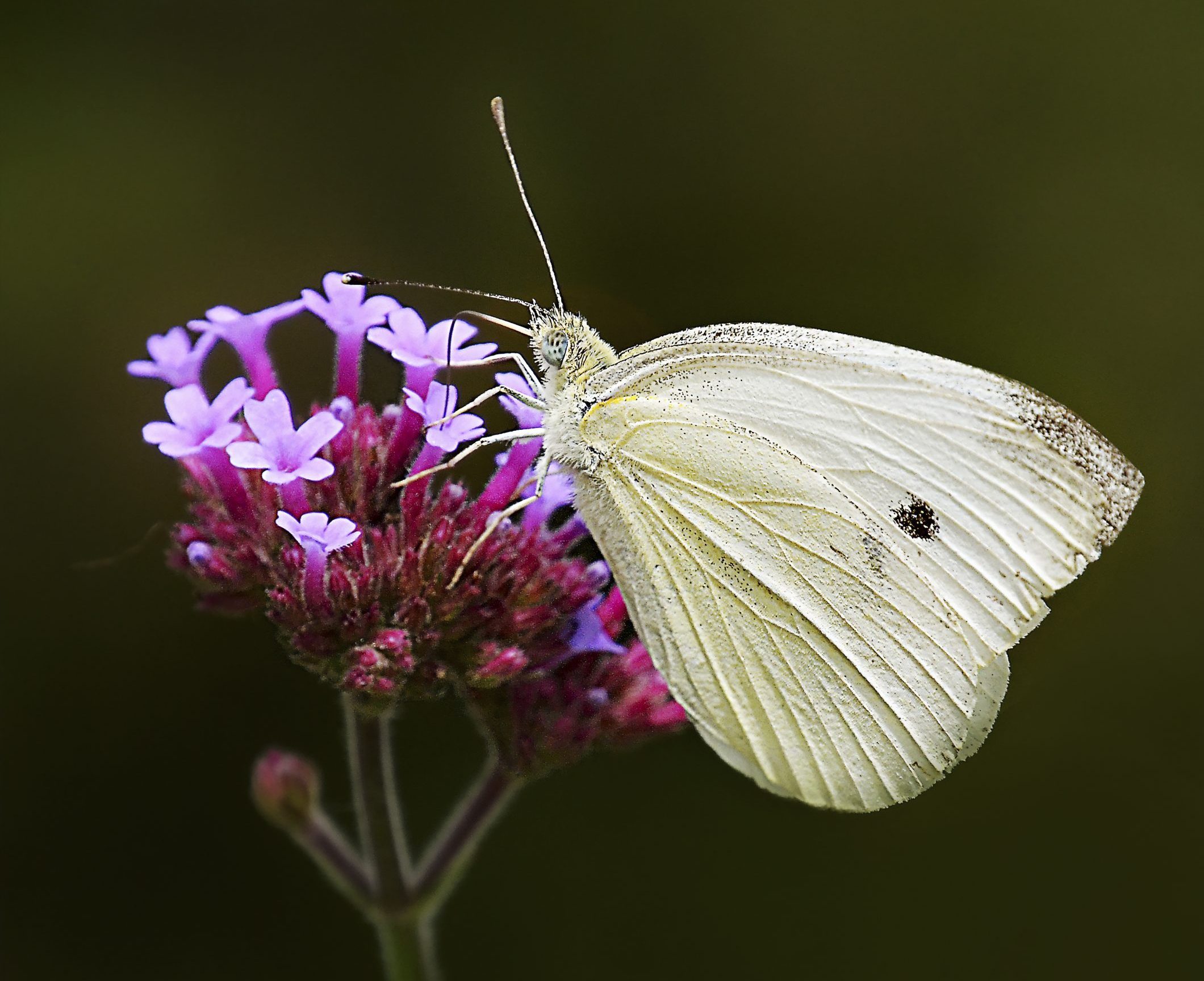 306692121 1 Laurie Painter Bnb Pc 2022, butterfly facts