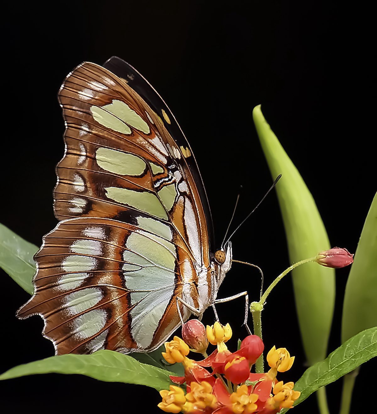 malachite butterfly 