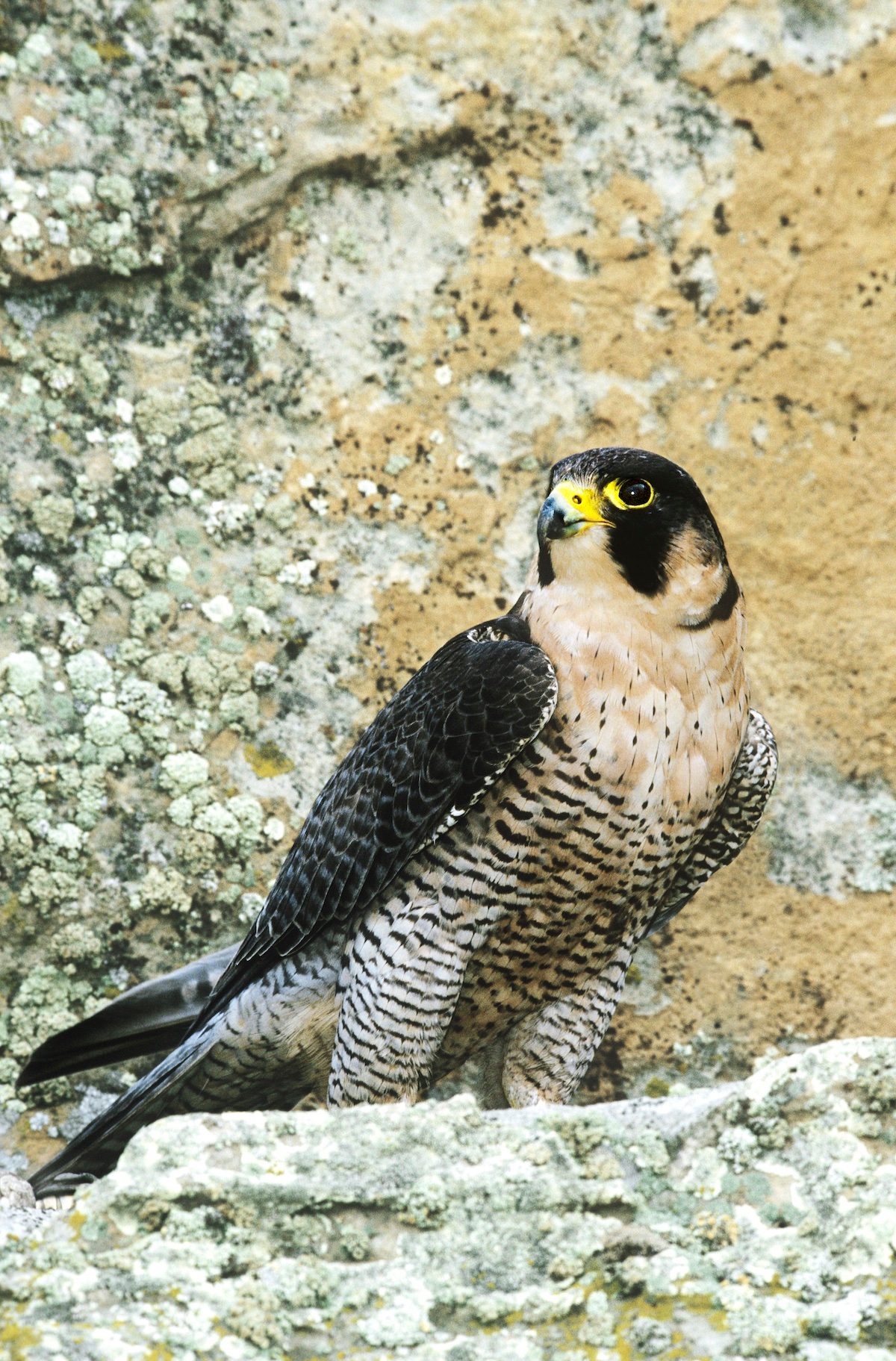 Peregrine Falcons Falco Peregrinus Are Amazingly Agile Raptors That Can Exceed 200 Miles Per Hour In Diving Flight Called Stoops And Are Highly Endangered In Their Native Habitat