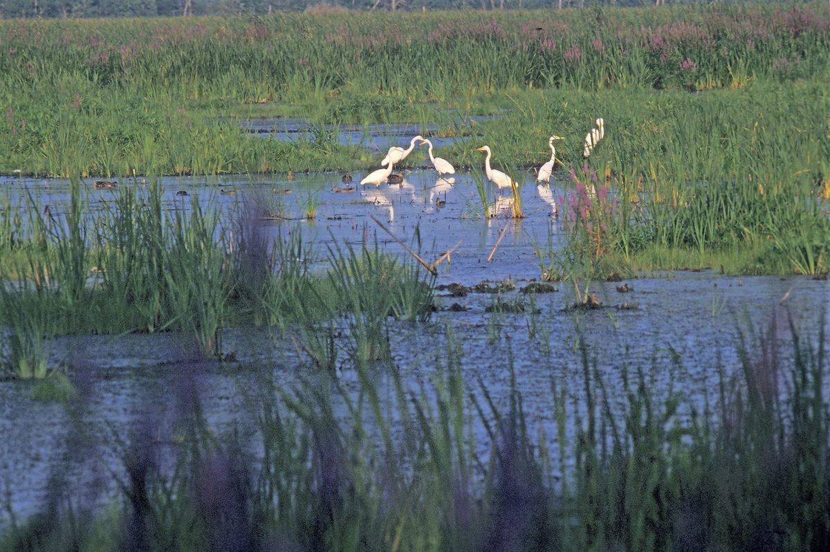 birding hotspots Great Egrets In Horicon Marsh National Wildlife Refuge Wisconsin