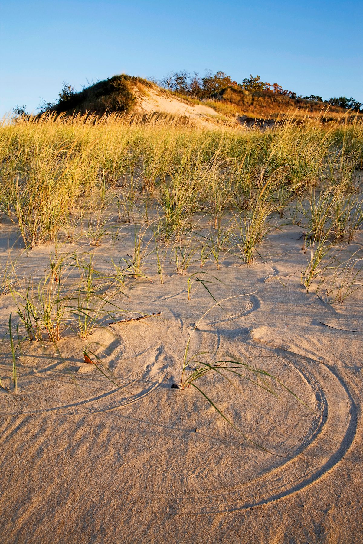 Pattern In Sand From Wind Blown Grasses, Indiana Dunes State Park, Indiana