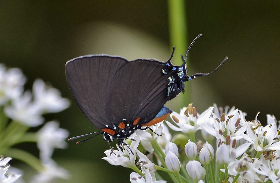 Bnbugc Laurie Stuchlik Grpurphairstreak, butterfly facts