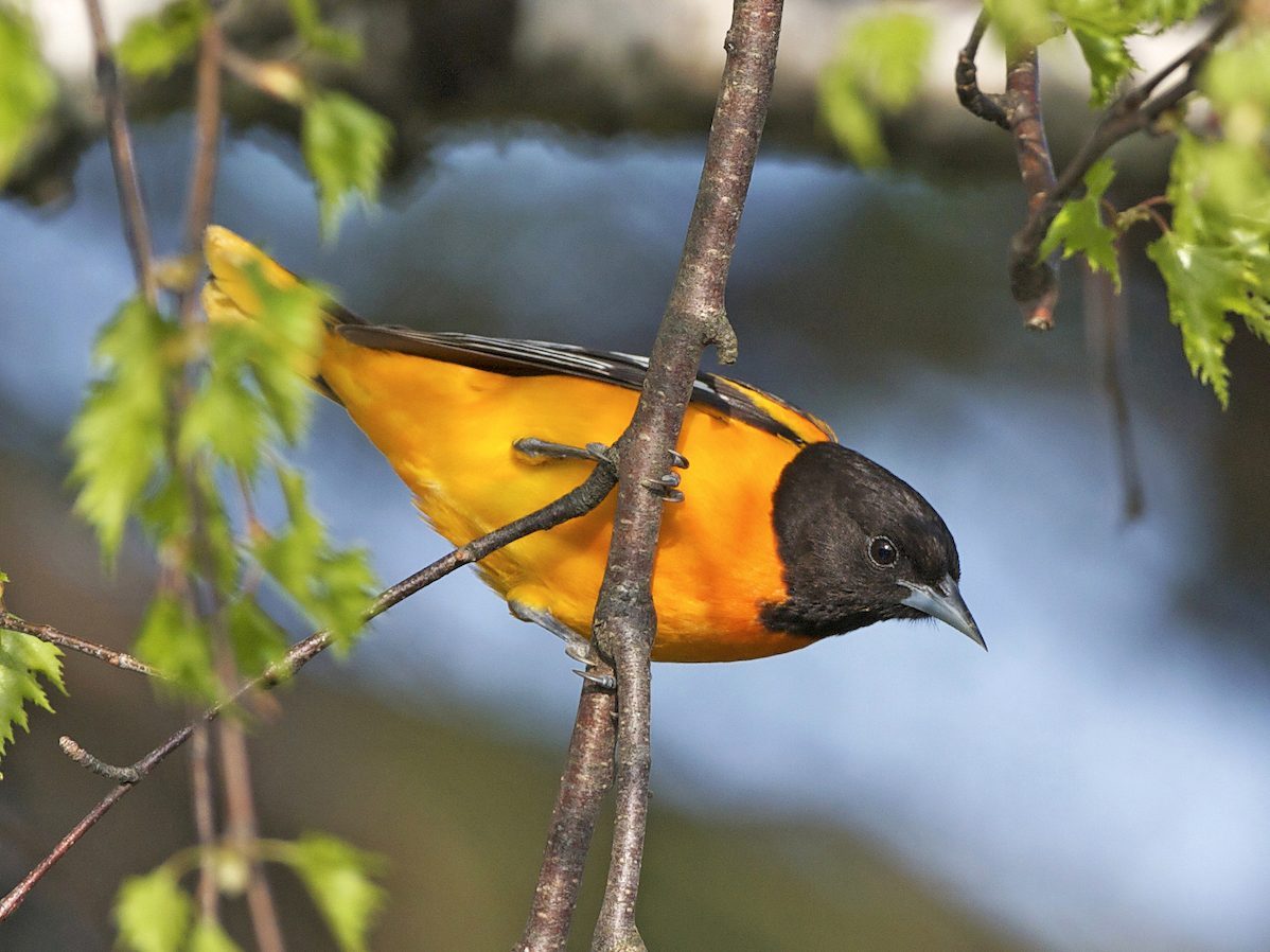 Baltimore Oriole