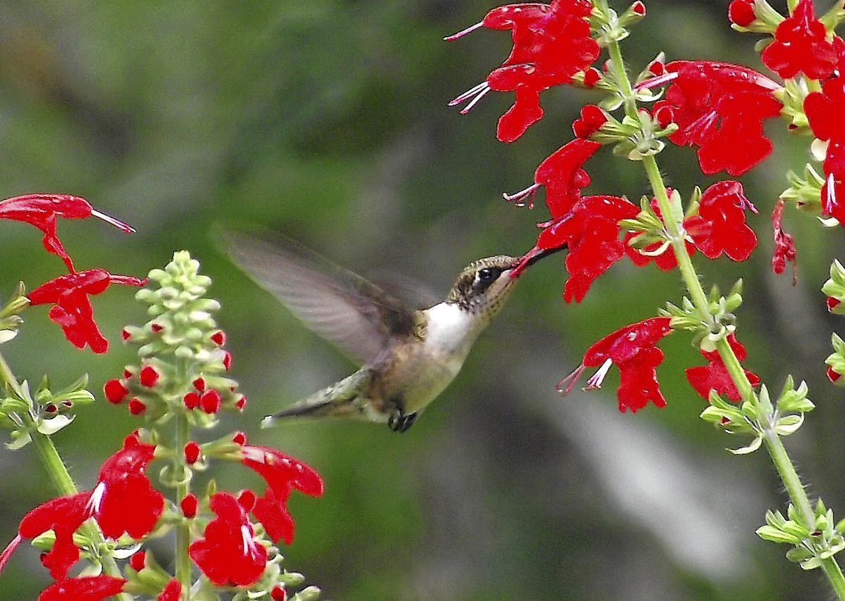 storing seeds salvia hummingbird
