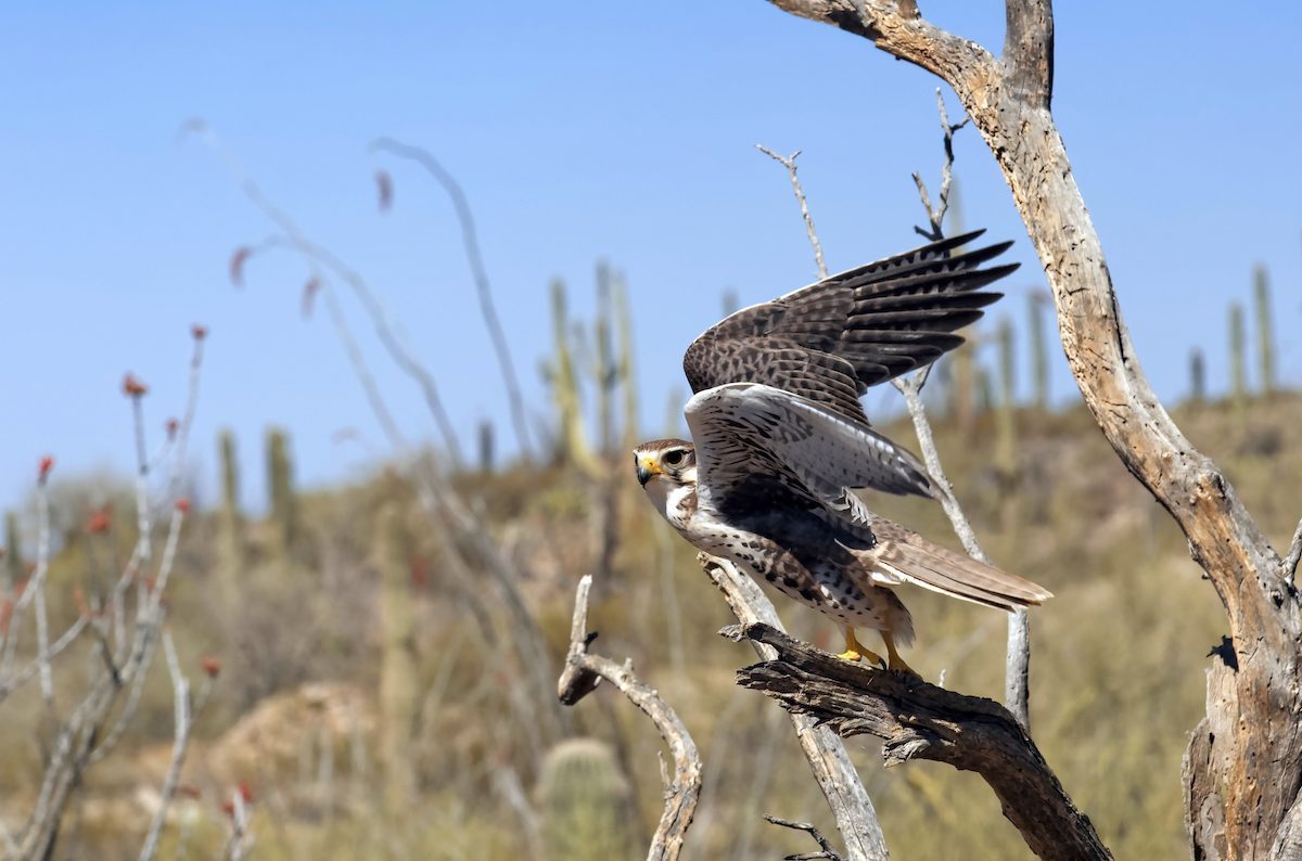 Prairie Falcon (falco Mexicanus) About To Take Flight, Arizona