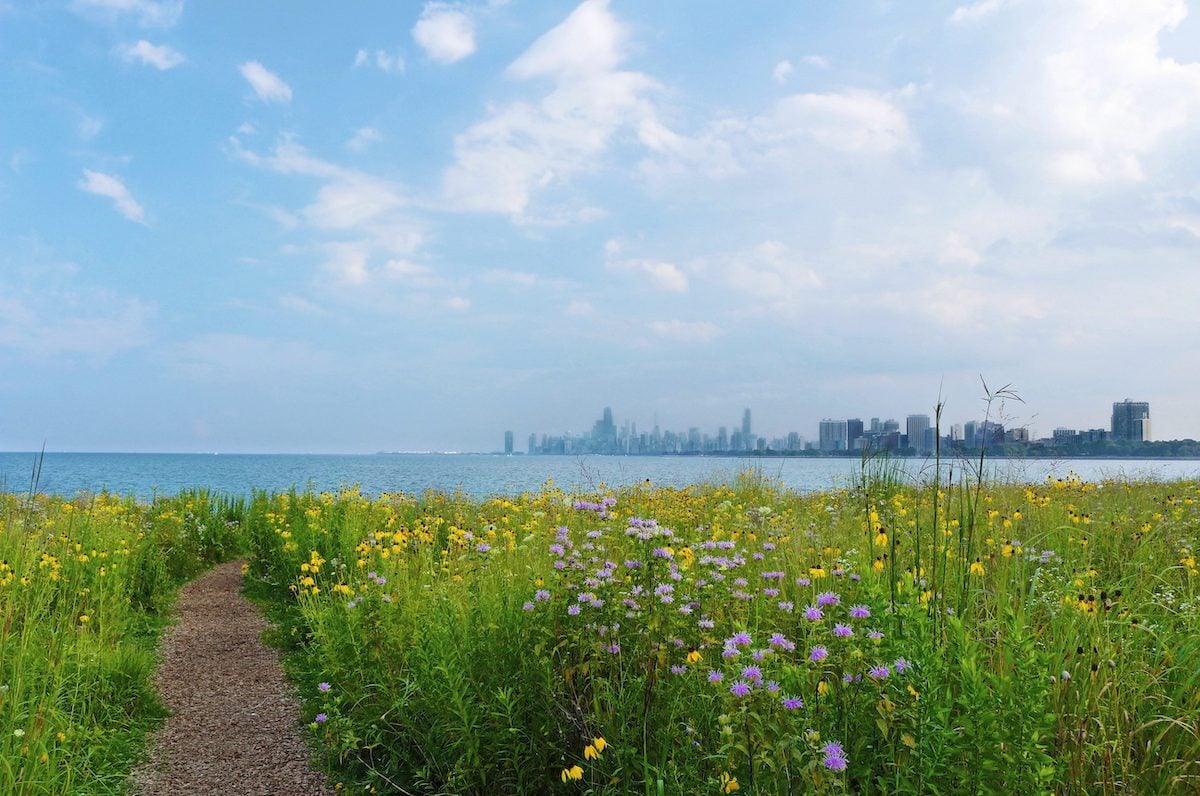 Prairie Wildflowers At Montrose Point. Chicago, Illinois. Downtown Chicago In Distance.