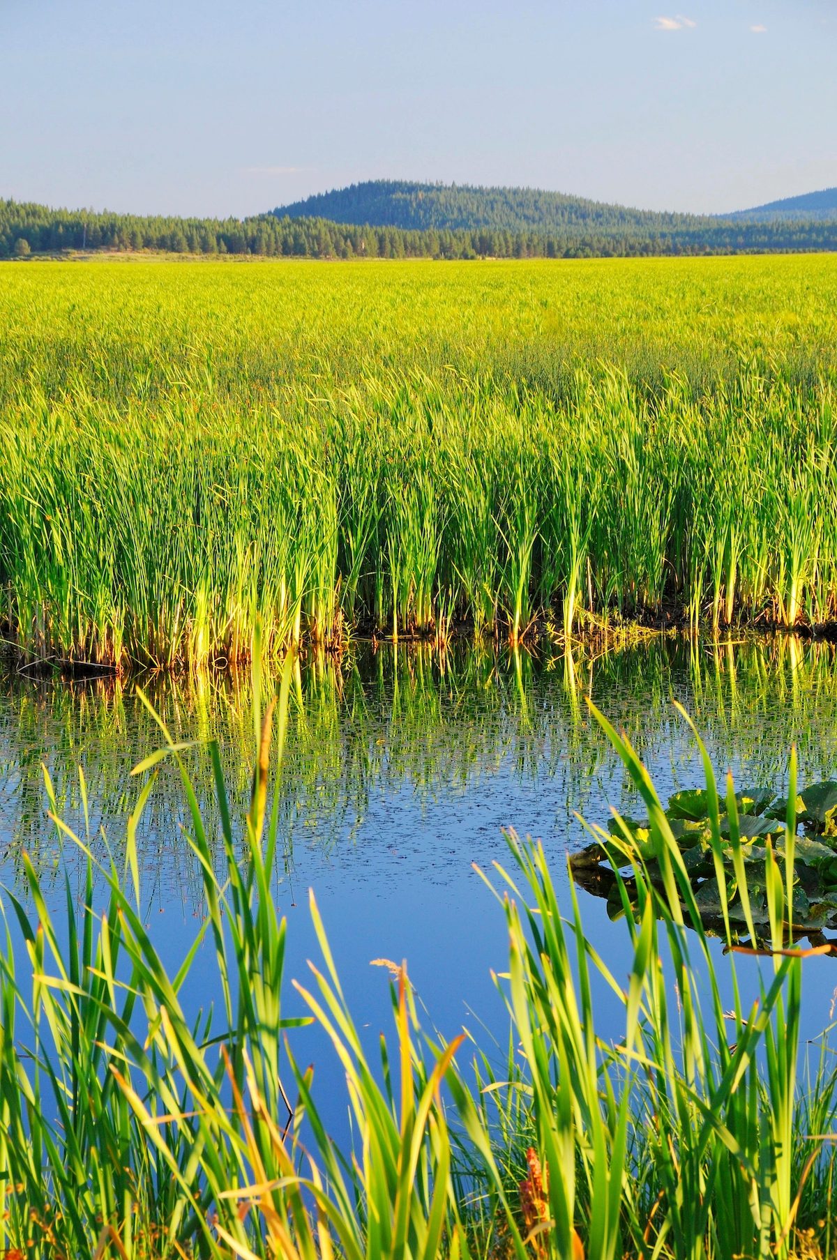 Klamath Marsh, Klamath Marsh National Wildlife Refuge, Oregon.