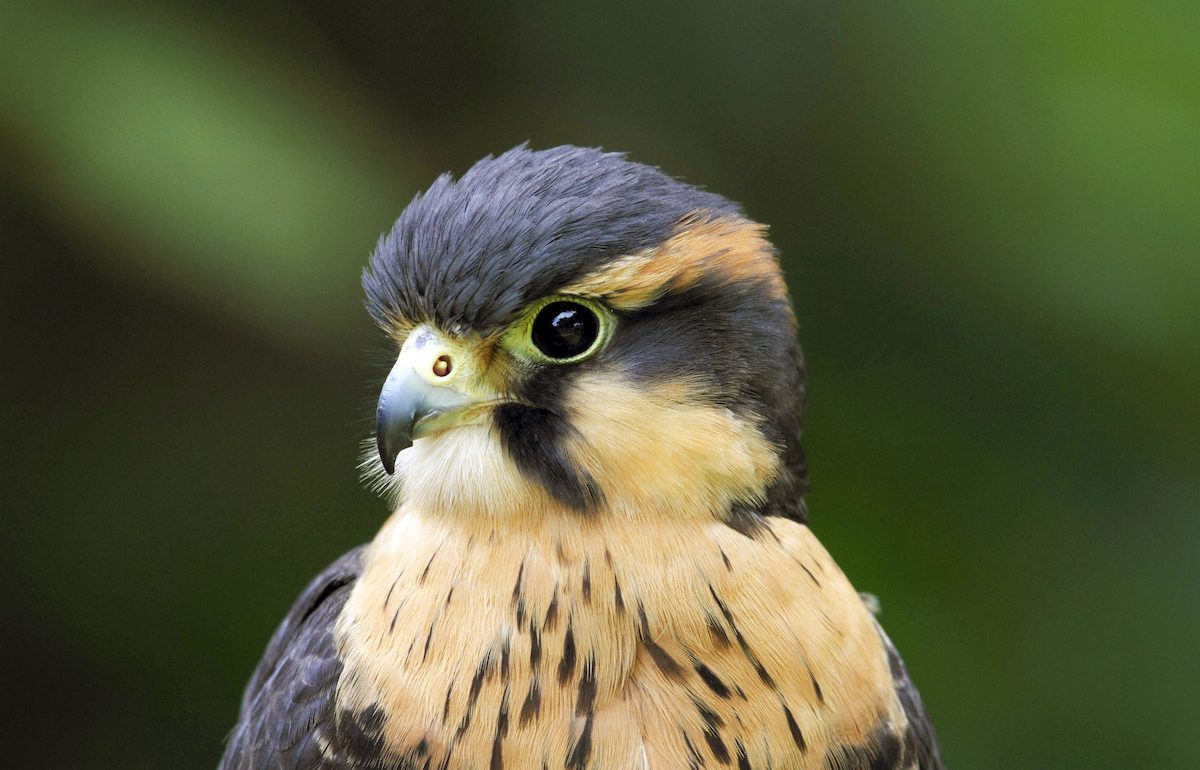 Aplomado Falcon