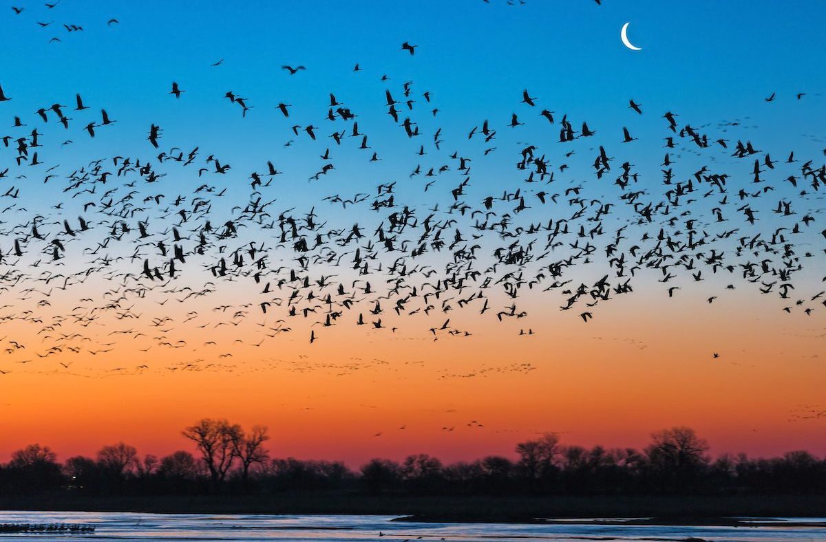 Flock Of Sandhill Crane (antigone Canadensis) Birds At Sunset, Platte River, Kearney, Nebraska, Usa