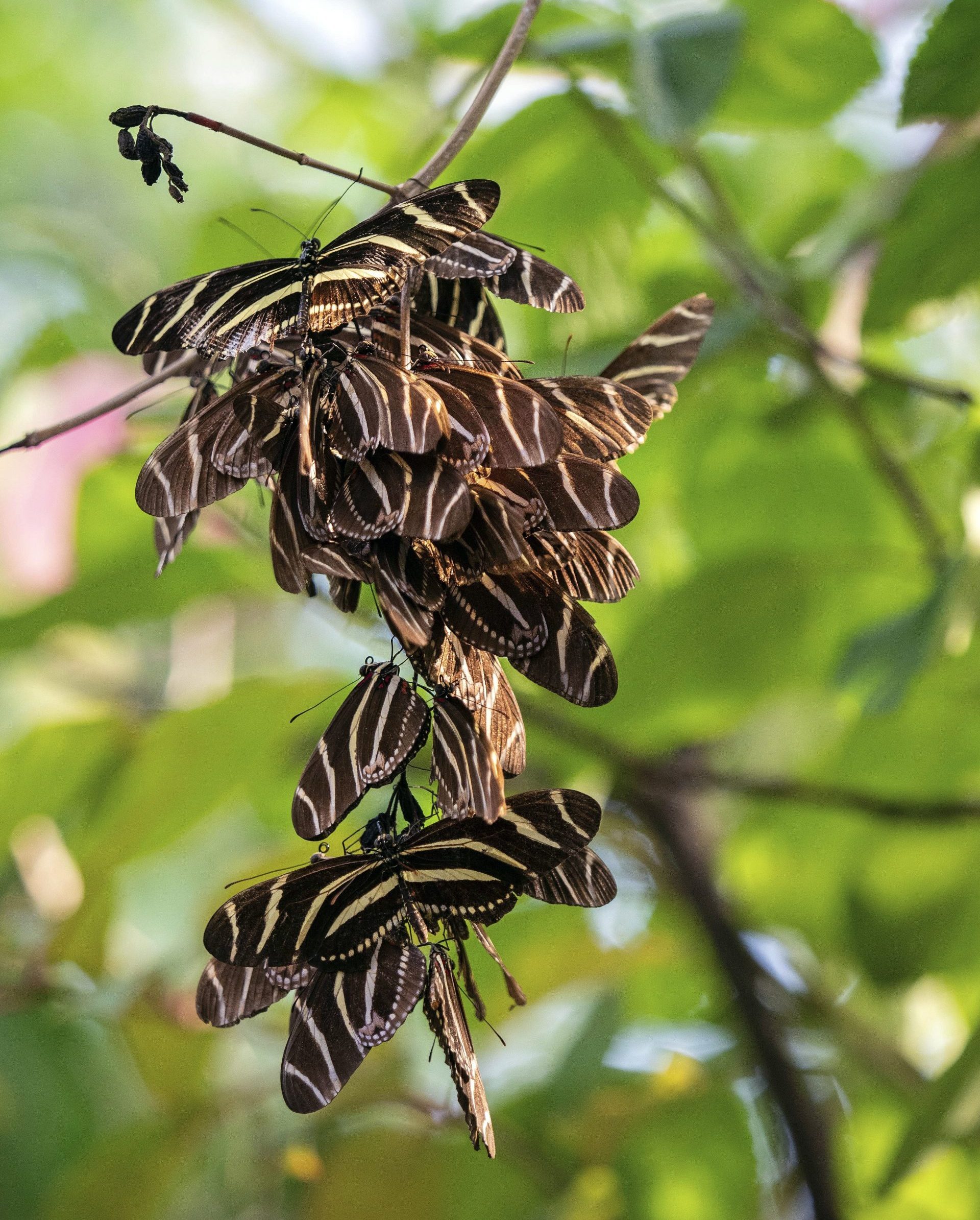 Zebra Longwing Butterflies Cluster Together To Form A Roost Or Bivouac.