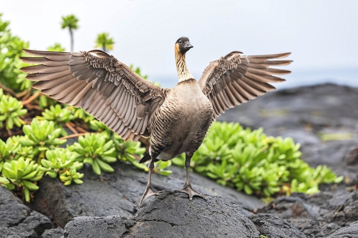 Usa, Hawaii, Big Island, Volcanoes National Park, Hawaiian Goose Spreading Wings