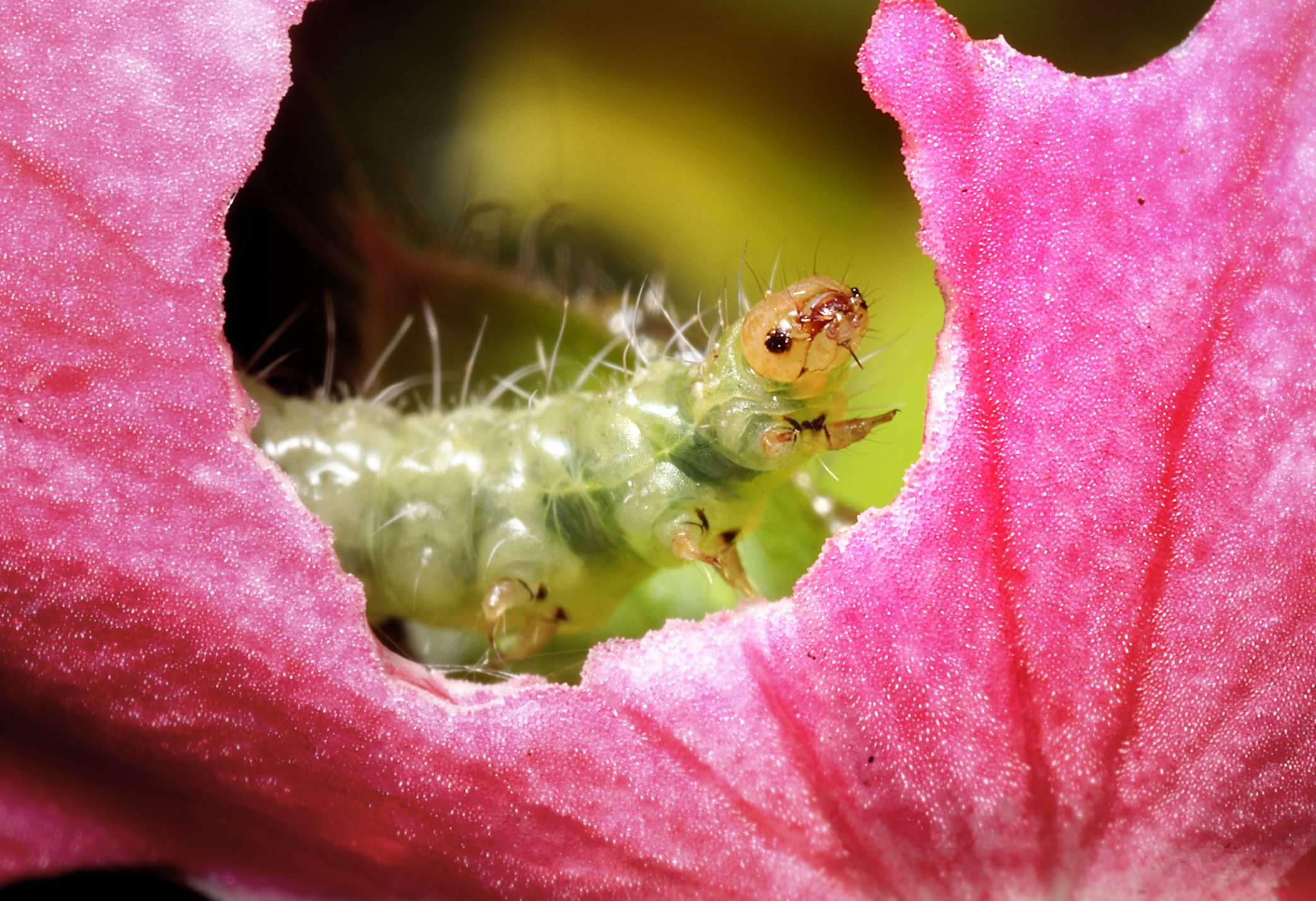 Bristly Roseslug, sawfly larve (Cladius difformis) on a geranium flower (Pelargonium sp.)