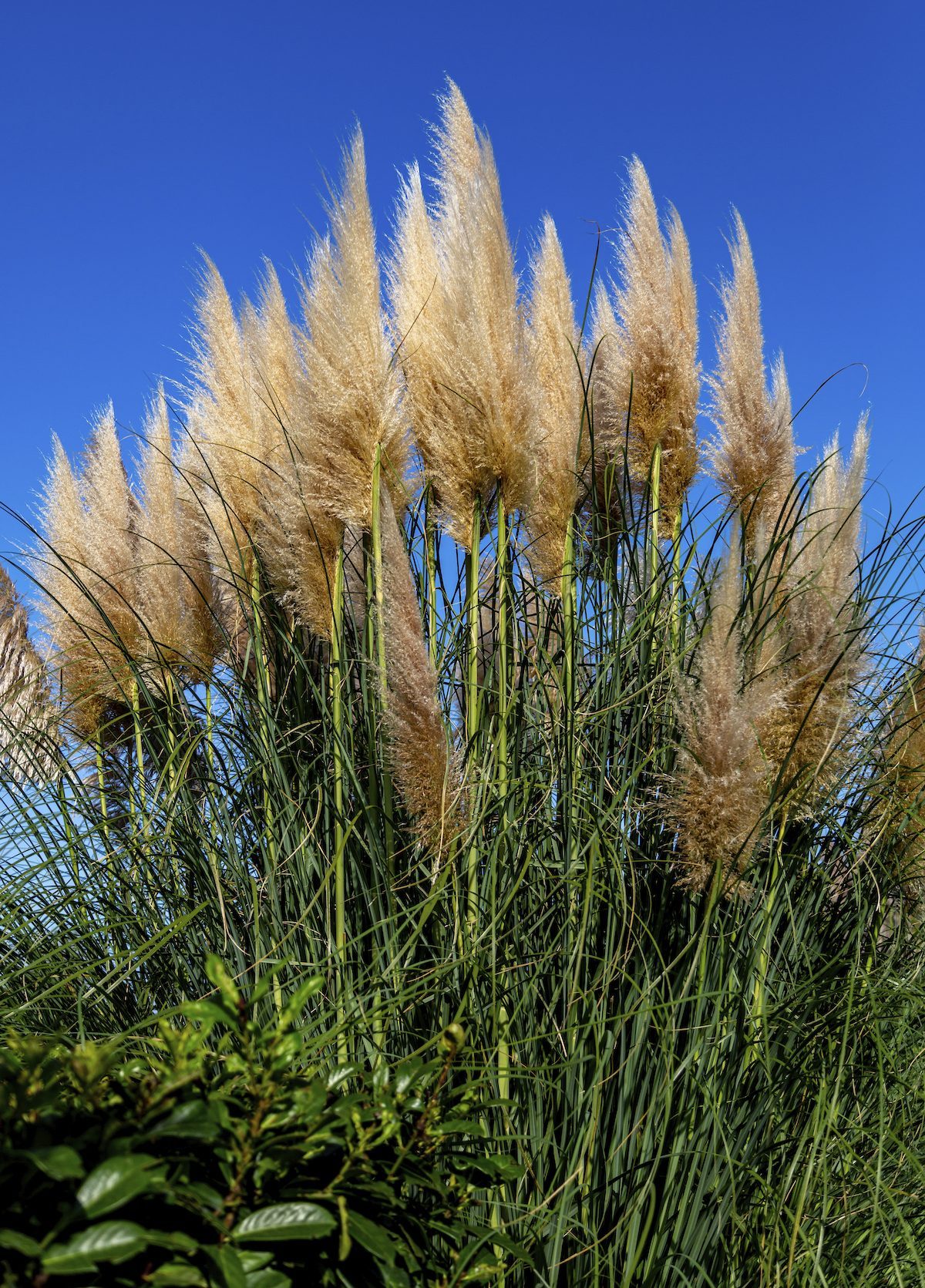 Cortaderia Selloana Pumila Silver Yellow Plant Pampas Grass Foliage