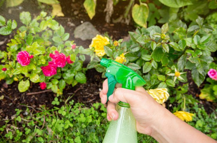 Close up view of person using homemade insecticidal insect spray in home garden to protect roses from insects.