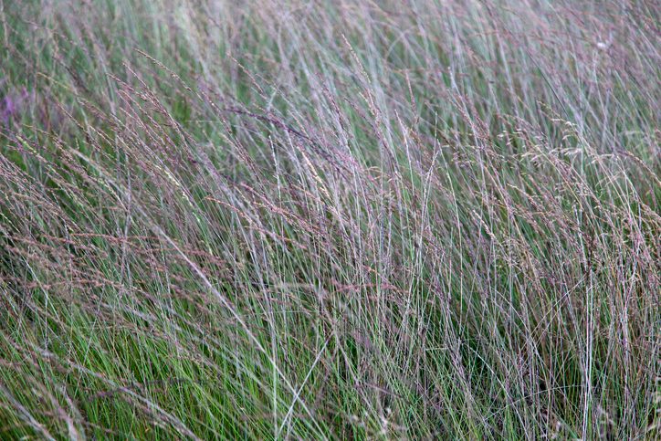 Dense vegetation of Purple moor-grass