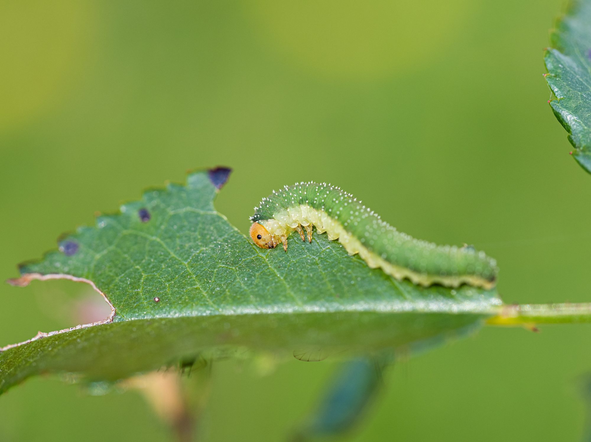 Close-up of green caterpillar on fresh rose leaf against blurred background