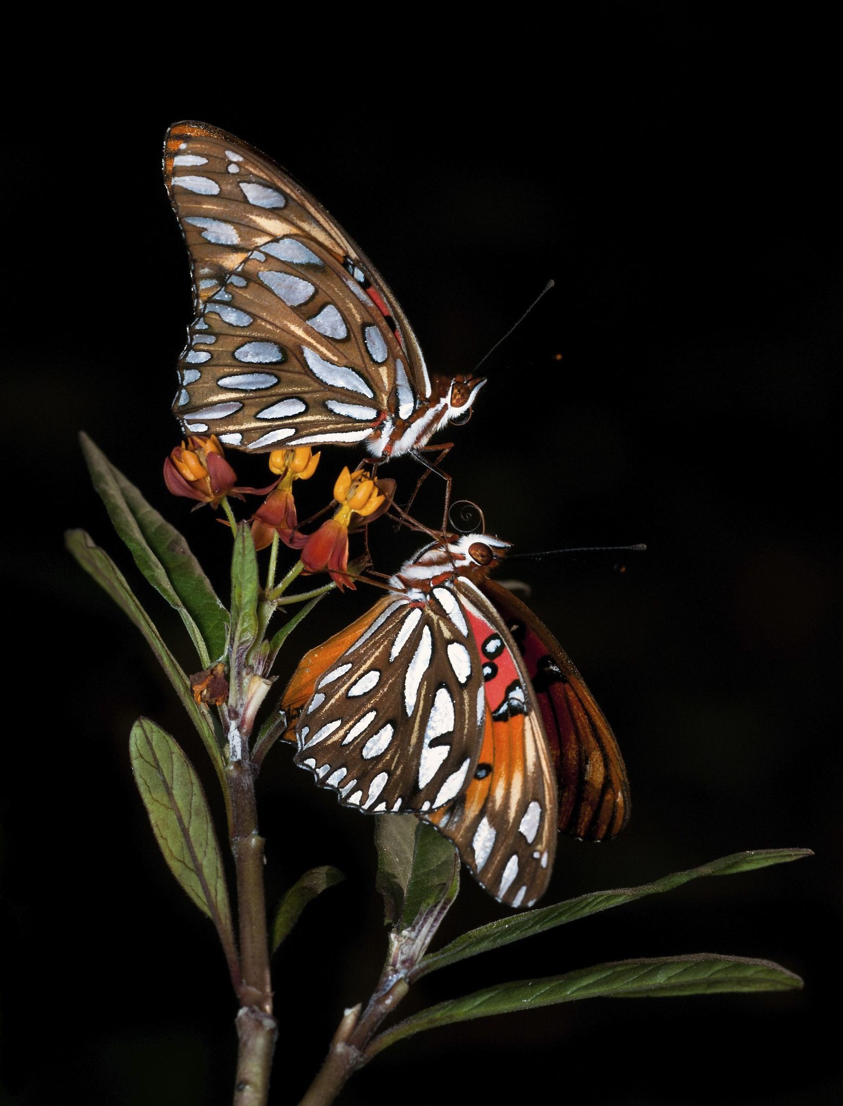 Gulf Fritillary Butterfly, butterfly facts