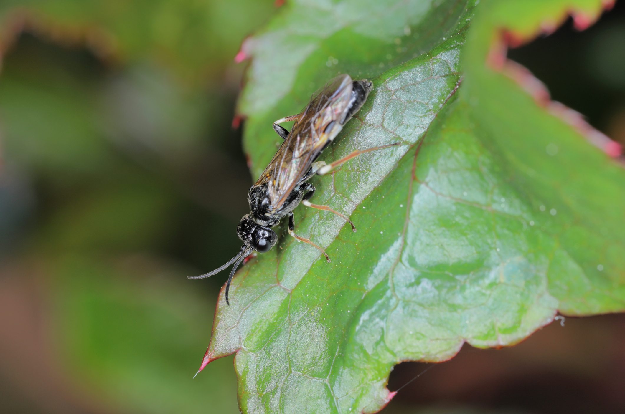 Closeup on a curled or white banded rose sawfly, Allantus cinstus sitting on a leaf of it's host plant in the garden.